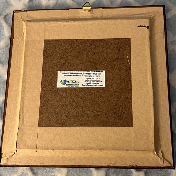 Butterfly Taxidermy Framed Art - Picture 2 of 3